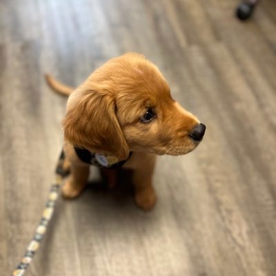 CrackedPestle's profile picture. Retired PM&R hospital pharmacist. @UICpharm 1984. Nana to 2 Canadians, 1 Texan. Golden Retriever mom.