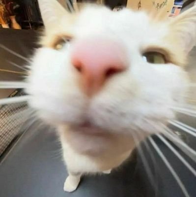 thurnermackenzi's profile picture. - Bisexual
i like to eat gummy bears