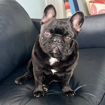 Sneakerhead-Frenchiehead. Proud owner of Bingbong, relative of Westminster “Best in Show” French Bulldog. Hoping to start breeding these little guys!