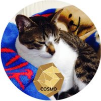 yukapu📣🏁🧢🦄🧸🐯 (@yukapu3) 's Twitter Profile