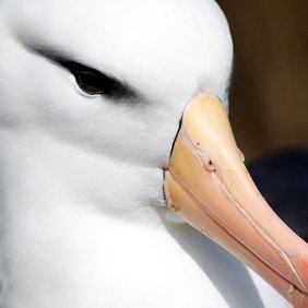 pandavert's profile picture. 