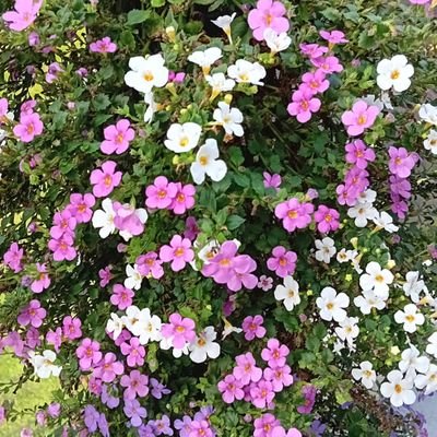 RiavanRooijen's profile picture. 