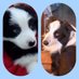 mijail bobs (@mijailbobs) Twitter profile photo mijail bobs (@mijailbobs) Twitter profile photo