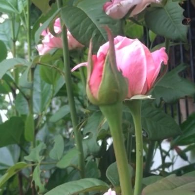 umhassouni's profile picture. Just a free soul