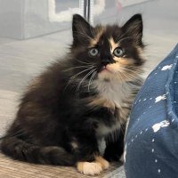 Loudoun Community Cat Coalition(@loudouncats) 's Twitter Profile Photo