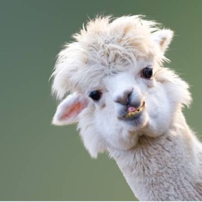 animals4yu's profile picture. animals