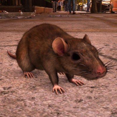 i post low polygon rats from the video games i play. no affiliation to low poly animals, they just post too many different animals. i only care about the rats