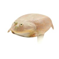 Wednesday Frog (@wednesdayfrog_) Twitter profile photo
