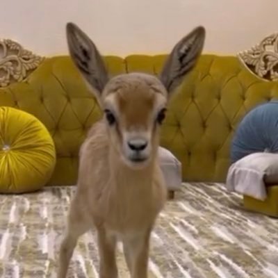 jood_7799's profile picture. ولا فادني زيني معك يا هوى بالي🤍🚶🏻‍♀️..