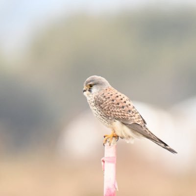 生き物好き。生態学を勉強する研究室にいました。標本つくるのが好き。勉強したいし標本つくるの上達したい。 試しにタイッツーアカウントつくってみました→ https://t.co/b2h4noF2Fj