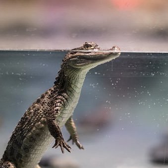 hugo_bes_'s profile picture. Business Dev, Gulf region (GCC) specialized