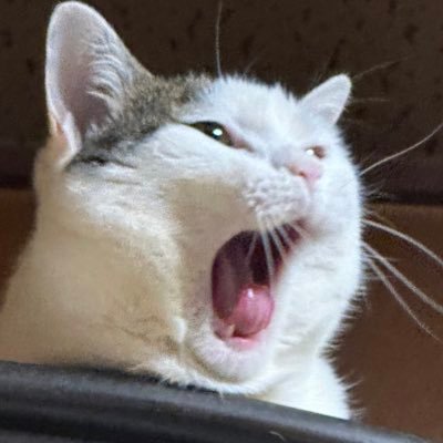 pmpmppan's profile picture. 成人済♀猫ちゃんアカウントをついに作りました！実家に2匹いますが、遠くてなかなか会えないのでポストはあまりできません。よろしくお願いします☺︎無言のいいねフォロー失礼します！