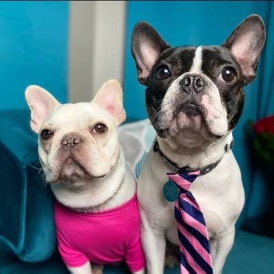 👉Welcome to @frenchie_dog_
🐕We share daily #frenchbulldog contents
🐾Follow us if you really love French Bulldog