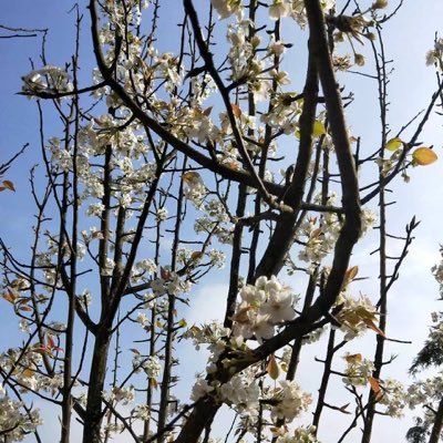 funeng88's profile picture. 梦里有诗