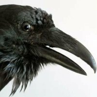 CorvusMaximusII (@corvusmaximusii) 's Twitter Profile Photo