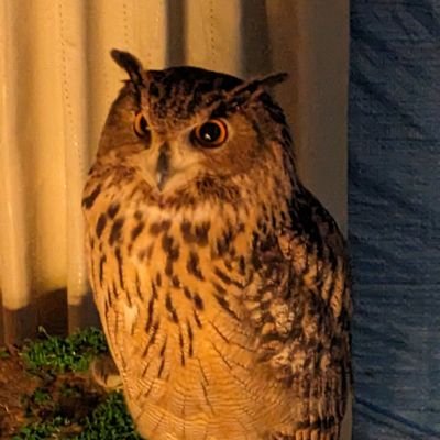 アカウント新調しました…
ユーラシアワシミミズクの雪風、セマルハコガメのマチカメフクキタル、ニホンイシガメのカメコチャ、カメメメメメメ、コウラガヌゲタを飼ってます。
よろしーく。