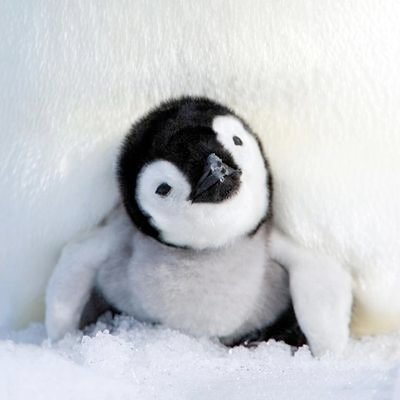 av1_sh's profile picture. 🐧