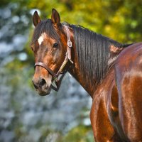 Bora Goveren (@bgoveren17) Twitter profile photo