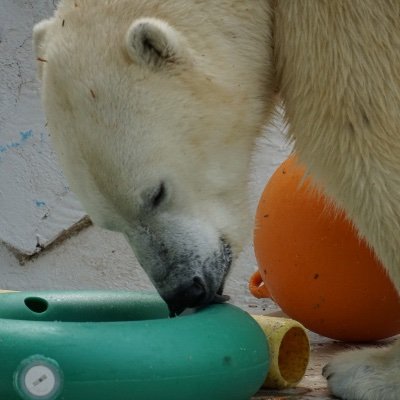 koterin282's profile picture. 動物&動物園大好き🐕🐻‍❄️🦁🐯カメラ初心者
無言フォロー失礼します🙇‍♀️