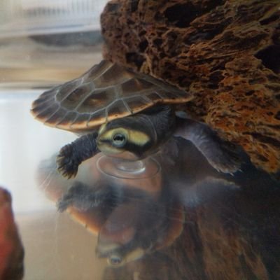 生き物大好き二児の母ちゃんです🤗
特に亀🐢が大好きです💕

エロ垢金配り垢の方々へ
興味全く無いのでいいねもコメントもフォローもしないで下さい💢