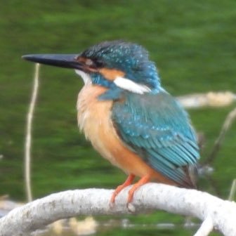 撮れたて新鮮の野鳥写真をあげてます。Nikon COOLPIX P950 | #野鳥好きな人と繋がりたい | MFは大濠公園