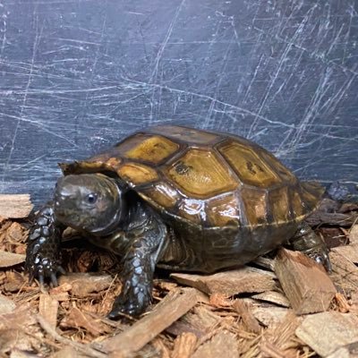 アジアに生息する種類が好みです🐢