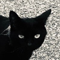 窓枠 (@dreamofsheeep) 's Twitter Profile Photo