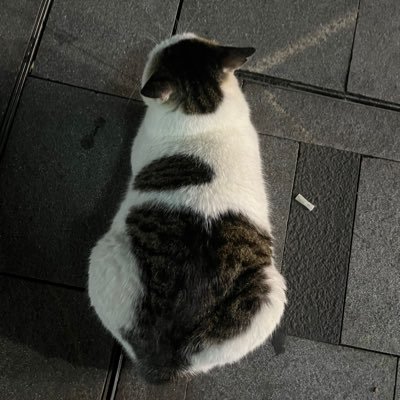 neko_shark_1's profile picture. くだらんものだ