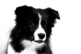 Border Collie, la raza más inteligente del mundo demostrada por rankings de inteligéncia canina. Raza perfecta en agility, pastoreo, habilidades... y como amigo
