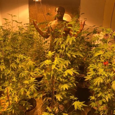 ♐️cultivation technician/extraction technician/master grower/specialist in seeds and genetics