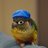 PipoConure's profile image
