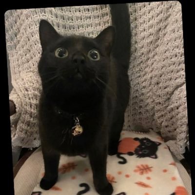 kaylasubgal's profile picture. 18+!/23/ Minors DNI!/ Spicy content💗/ Dommee / $20 tribute to talk/ $50 to unblock/ $Caitlinkitty2