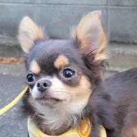 チワワのぼんちゃん🐶 (@chihuahua_bon) 's Twitter Profile