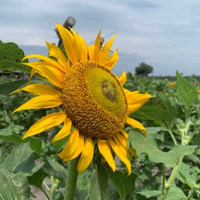 sunshinism's profile picture. 