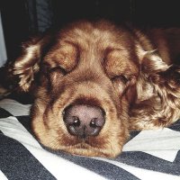 John J.S. (@johnjs__) 's Twitter Profile