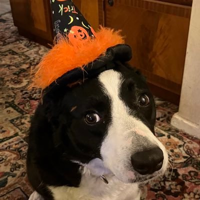 Young Border Collie from Cumbria called Gem, full name Little Gem Lettuce favourite colour is orange, bringing smiles and laughter aka Gem the Destroyer