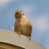 Monika Puschner (@monikapuschner) 's Twitter Profile