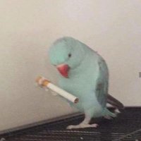 Flakkari_gratur (@flakkari_gratur) 's Twitter Profile