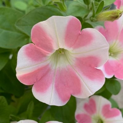 あまのじゃこです🌸言葉足らずですみません/引用多め /ヘッダーは最愛のナツ('23.6.3没)/漫画ジャンル問わず好き/声フェチ/特に何も面白くありませんが、こんな私と繋がってくれてありがとうございます😊🙏✨爬虫類·🐰·モルモット🐭某ドラスト店員🌲