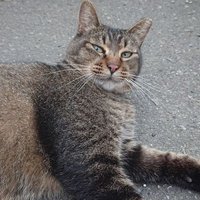 たっけ (@takke012) 's Twitter Profile