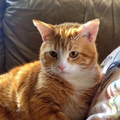 i'm just a littel boy. garfield is my hero. i was hit by a car, but i got better and was adopted. my birthday is december 29. #CatsOfTwitter