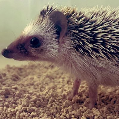 HedgeCap_Lab's profile picture. A journey to get rekt.