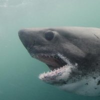 The Salmon Shark(@thesalmonshark) 's Twitter Profile Photo