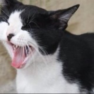 Panzerzeus's profile picture. 