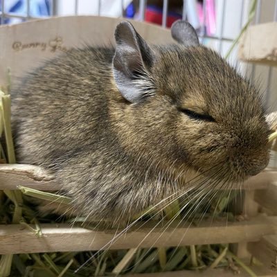 うさぎとデグーの日常🌿🐰ぐれまる 🎂2022.7 🐇ダル 🎂2022.12.18 🐭ロゼ 🎂2023.5.16