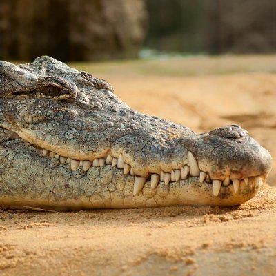 HassanIB17's profile picture. يخرج عن السياق احياناً