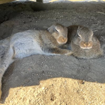 リングフィット楽しい。趣味は旅行。国内全踏破出来るよう頑張る。