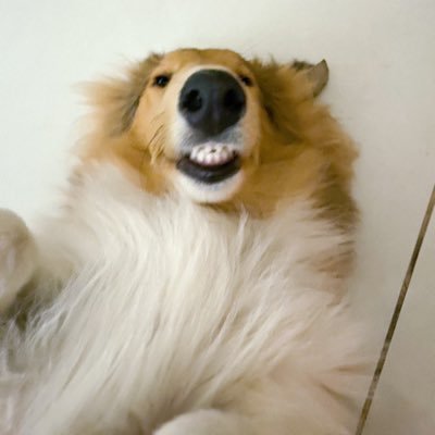 ciensilvidos's profile picture. hago fotos en 35mm, me gusta sembrar plantas que huelan rico y pinto de azul prusia & van dyke cafe