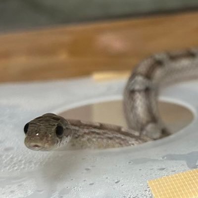 飼いヘビ(みーちゃん)の事を只々惚気ます。初心者です、よろしくお願いします🐍