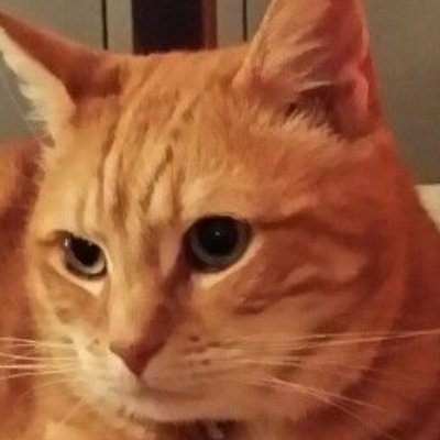 Heathcliff8789's profile picture. Believer in freedom, enemy of globalists, love people who stand up! 🇦🇺